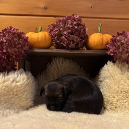 Boy 1 - Grizzle and tan male Border Terrier puppy in Hopkinton, Rhode Island from Small Wonders