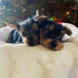 Yorkshire Terrier Puppies from Blooming Beauties 🌼