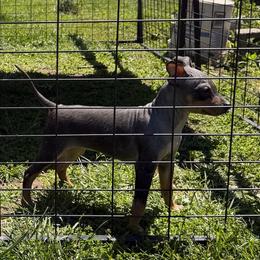 Punkin - Black tan and white female American Hairless Terrier puppy in Toto, Indiana from Toto Terriers