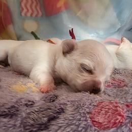 Sugar - Cream female Chihuahua puppy in Jacksonville, Florida from Precious Paws of Florida - Chihuahuas