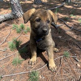Joanie - Sable female German Shepherd puppy in Oakland, Oregon from VHM German Shepherds