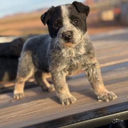LUCAS - Blue speckled male Australian Cattle Dog puppy in Surprise, Arizona from West Valley Heelers