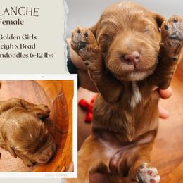 Blanche - Red  female Goldendoodle puppy in Hilton, New York from The House of Goldendoodle