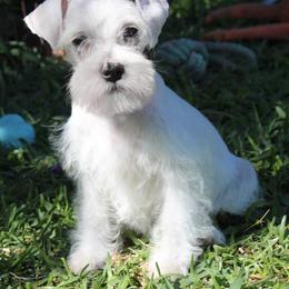 Vet checked White Girl 3 Cream - White female Miniature Schnauzer puppy in Spring Hill, Florida from Suncoast Miniature Schnauzers