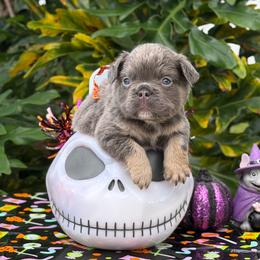 Duke - Tricolors male French Bulldog puppy in Palm Coast, Florida from Calypso Island French Bulldogs