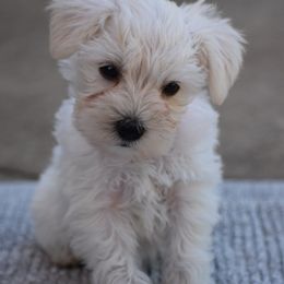 Pink female - White female Miniature Schnauzer puppy in Sumner, Texas from 3M Kennels, LLC