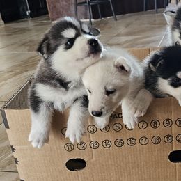 Pomsky Puppies from Peoria Pomskies