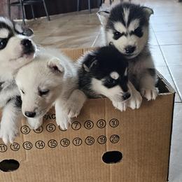 Pomsky Puppies from Peoria Pomskies