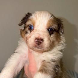 Cadbury - Red merle male Australian Shepherd puppy in Anniston, Alabama from All Hale Aussies