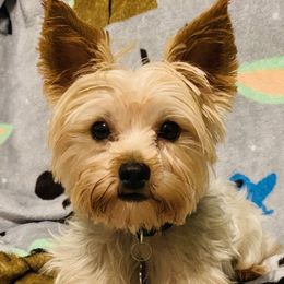 Louie - Yorkshire Terrier