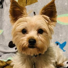 Louie - Yorkshire Terrier