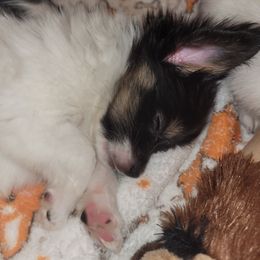 Girl 3 - White and black female Papillon puppy in Florida from Tammy's Papillon Playpen
