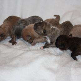 Girl 2 - Blue fawn female American Pit Bull Terrier puppy in Lakewood, Washington from IGY6 Kennels