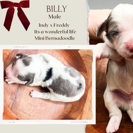 Boy 3 - Tri-color male Bernedoodle puppy in Hilton, New York from The House of Goldendoodle