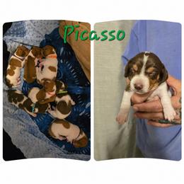 Picasso - Piebald male Dachshund puppy in New Caney, Texas from BouncinMiniWeenies