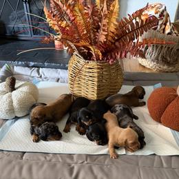 Dachshund Puppies from Dachshund of cali
