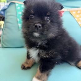 Cadbury - Black and tan male Pomeranian puppy in Clarksville, Tennessee from Bee Mine Maltipoos and Pomeranians