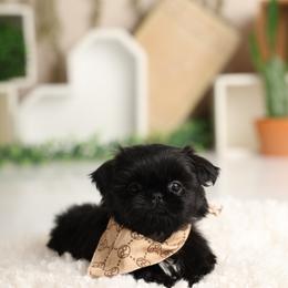 Majesty's Shih Tzu Nico - Black male Shih Tzu puppy in Douglas, Massachusetts from Majesty’s Shih Tzus