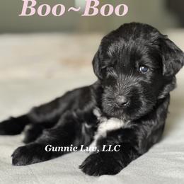 Schnoodle Puppies from Gunnie Luv, LLC