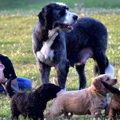 Summit - Saint Berdoodle