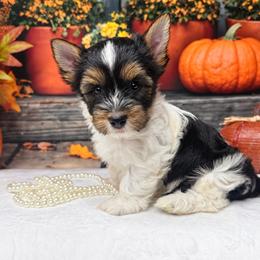 Bailey Girl 4000 - Black tan and white female Biewer Terrier puppy in Douglas, Georgia from South Georgia Yorkies and Biewers