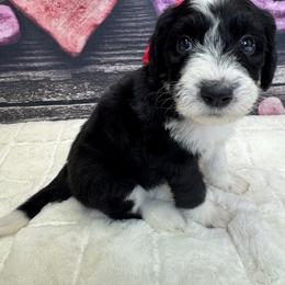 Boy 3 - male Sheepadoodle puppy in Mc Henry, Maryland from TLC by the Lake Standard Poodle and Doodles