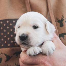 Jellybean - Light golden male Golden Retriever puppy in Mason, Michigan from Sweet Breeze Acres