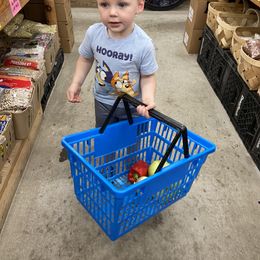 Poodle Puppies from Segraves Poodles