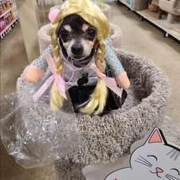 Ms Perfect - Chihuahua