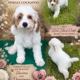 Flora - Red and white female Cockapoo puppy in Connersville, Indiana from MoonShine Babies