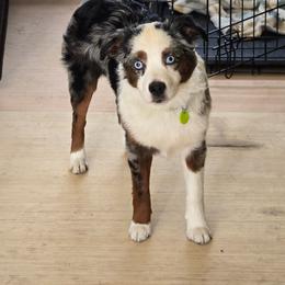 Ellie - Blue merle female Toy Australian Shepherd puppy in Milton Freewater, Oregon from Sparkling Cross Toy & Mini Aussies