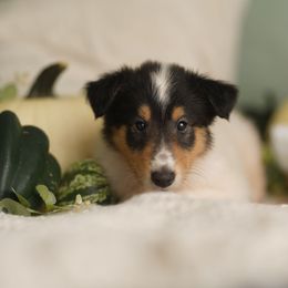 Yves Saint Laurent - White male Collie puppy in Huffville, Virginia from Blackberry Hills Cattle dogs and Collies