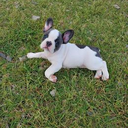 Boston Terrier and French Bulldog Puppies from Freedom Bostons