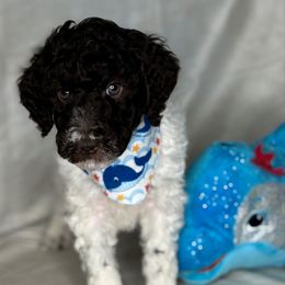 Orange Collar Boy - Parti male Poodle puppy in Colorado Springs, Colorado from Pikes Peak Doodles