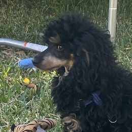 Jake - Poodle