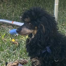 Jake - Poodle
