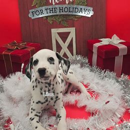 Hua Lilac - White and black female Dalmatian puppy in Conrath, Wisconsin from JSF Dalmatians LLC