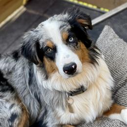Calvin - Australian Shepherd