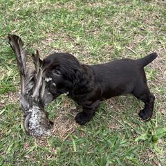 Boykin Spaniel and Goldendoodle Puppies from Double Shot Boykins