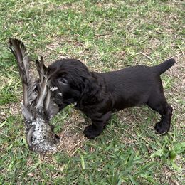 Boykin Spaniel and Goldendoodle Puppies from Double Shot Boykins