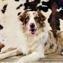 Kessie - Australian Shepherd
