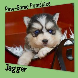 Jagger - Silver and white male Pomsky puppy in Krum, Texas from Paw-Some Pomskies