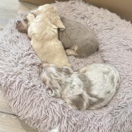 Dachshund Puppies from Boujee Dachshunds