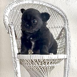 Chihuahua Puppies from Chesapeake Chihuahuas