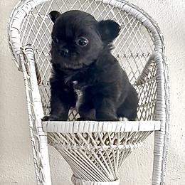 Chihuahua Puppies from Chesapeake Chihuahuas