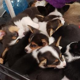 Pembroke Welsh Corgi Puppies from Top-Notch Paws