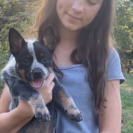 Belle - Blue female Australian Cattle Dog puppy in Devalls Bluff, Arkansas from Coolhand's Australian Cattle Dogs