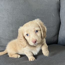 Dachshund Puppies from M & L Doxies