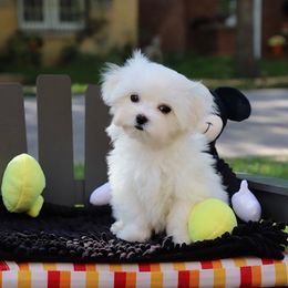 Maltese Puppies from Leona's Maltese