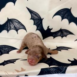 Dapple boy - Dapple male Dachshund puppy in Rising Star, Texas from Boring Weenies